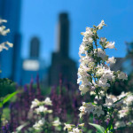 Multigenerational family vacation in Chicago, IL