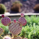 Resident for a Day at Estrella Master Planned Community in Goodyear, AZ